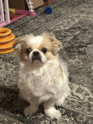Photo of Milkshake
