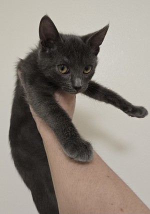 Photo of Blue