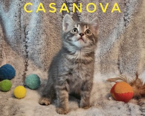 Photo of Casanova