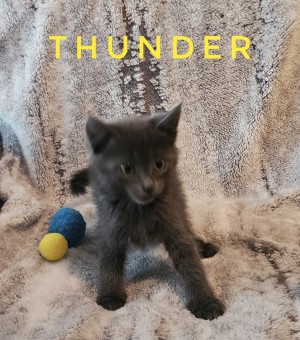 Photo of Thunder