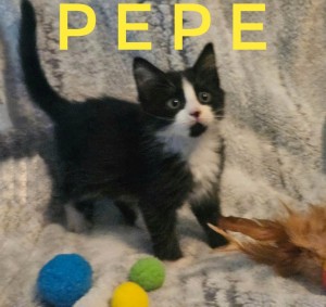 Photo of Pepe