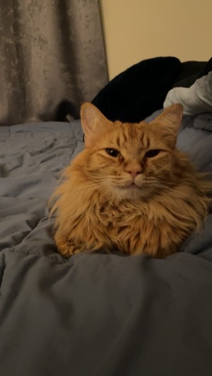 Photo of Pumpkin