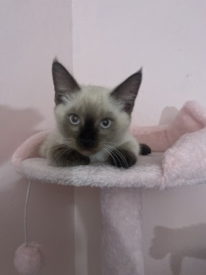 Photo of Jasmine