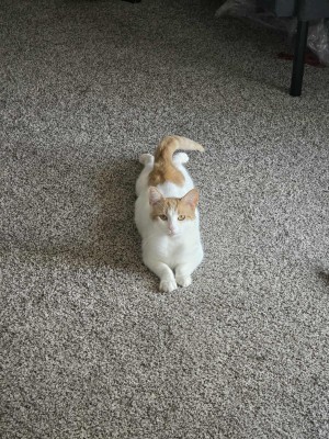Photo of Kitty