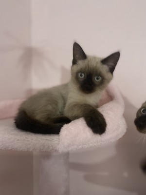 Photo of Precious