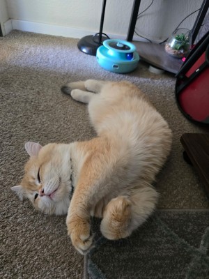 Photo of Leo