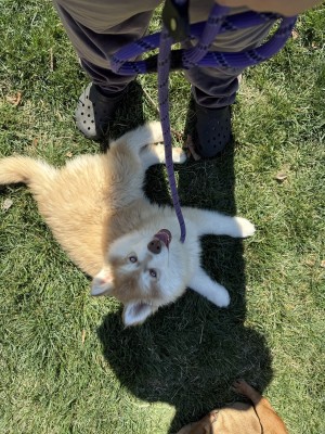 Photo of Lola