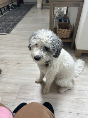 Photo of Oreo