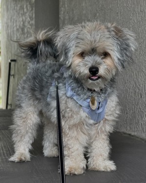 Photo of Shelby