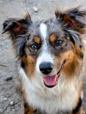 Photo of Sadie