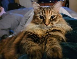 Photo of Callie