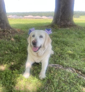 Photo of Daisy