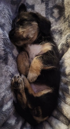 Photo of Morrigan