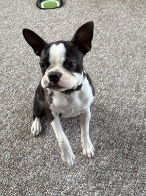 Photo of Rusty