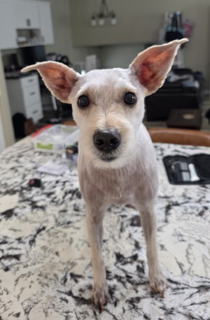 Photo of Jax