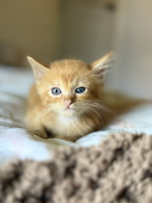 Photo of Guppy