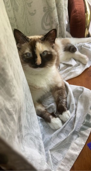 Photo of Coco