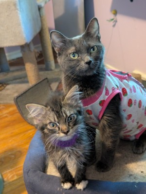 Photo of Sugar