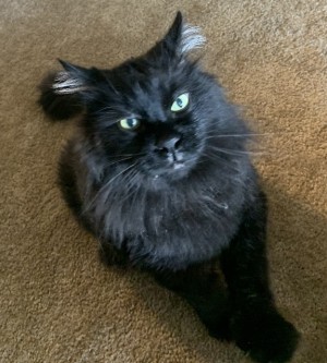 Photo of Ninja