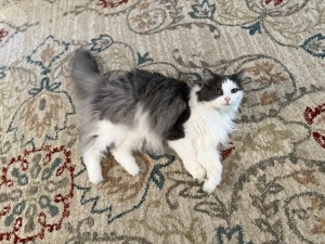 Photo of Luna