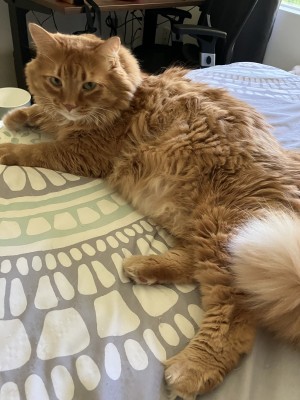 Photo of Figaro