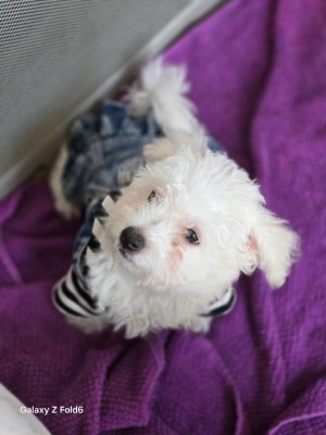 Photo of Pierre