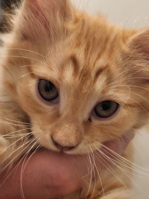 Photo of Speedy