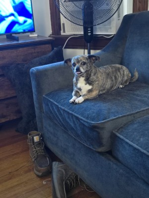 Photo of Ginger