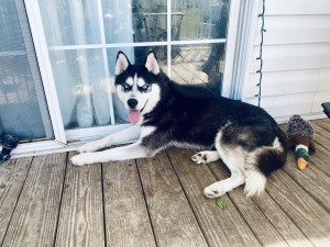 Photo of Diesel