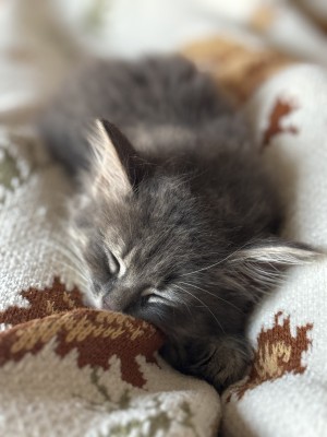 Photo of Hank
