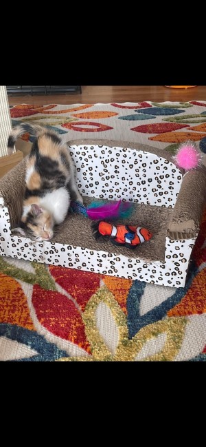 Photo of Savannah