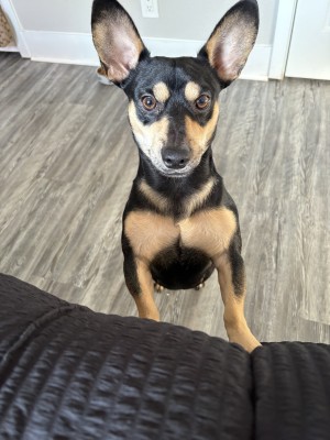 Photo of Chico