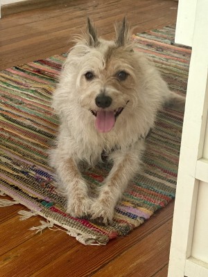 Photo of Muffins