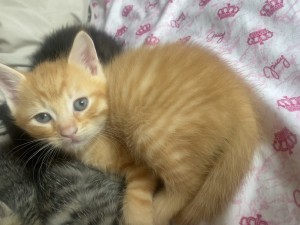 Photo of Kitten One