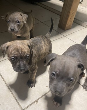 Photo of Puppy Litter