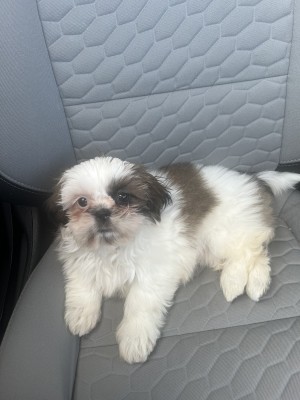 Photo of Millie