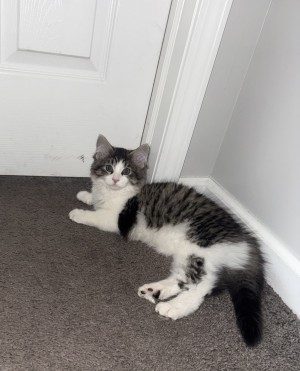 Photo of Dutches