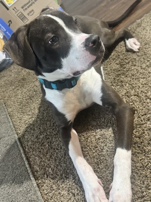Photo of Capone