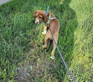 Photo of Jasper