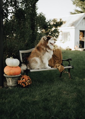 Photo of Aspen