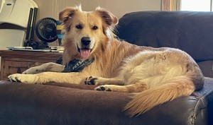 Photo of Scooby