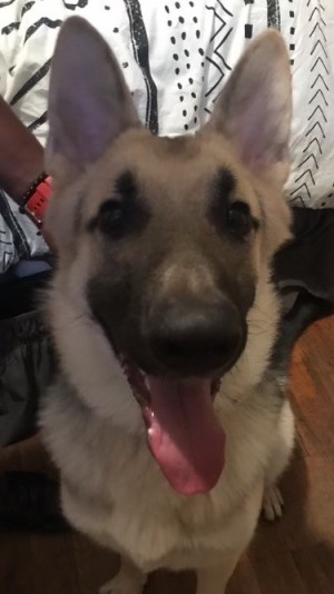 Photo of King