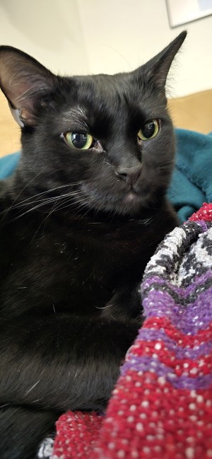Photo of Bean