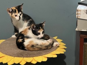 Photo of Sage And Thistle