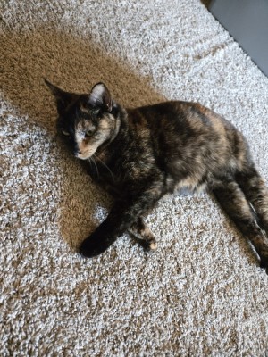 Photo of Kindred