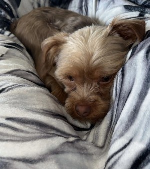 Photo of Chewie