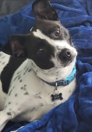 Photo of Okie