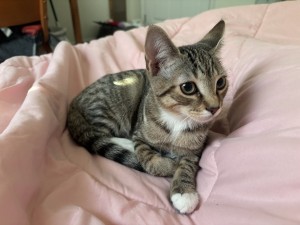Photo of Teddy