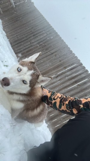 Photo of Indie