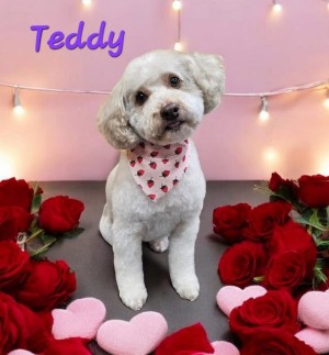 Photo of Teddy